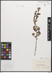 Foto von Salix caesia Vill.